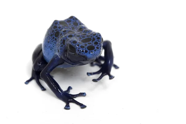 Grenouille poison bleu — Photo