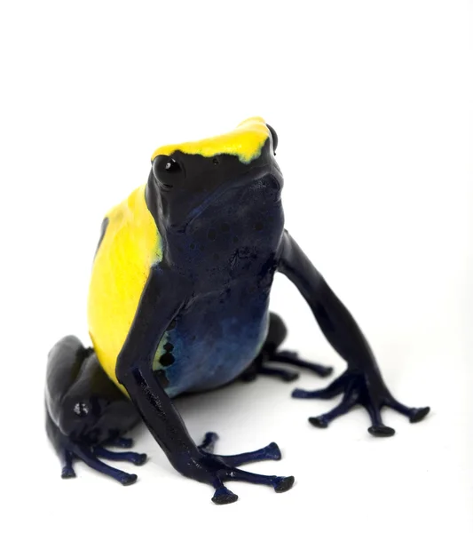 Citronella Dyeing Poison Dart Frog — Stock Photo, Image