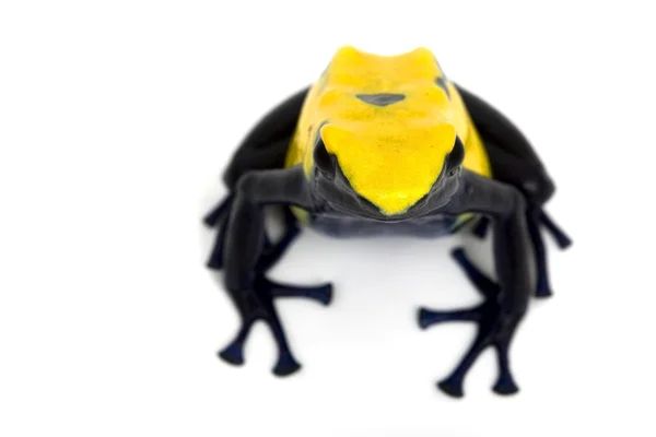 Citronella boyama zehirli ok kurbağası — Stok fotoğraf