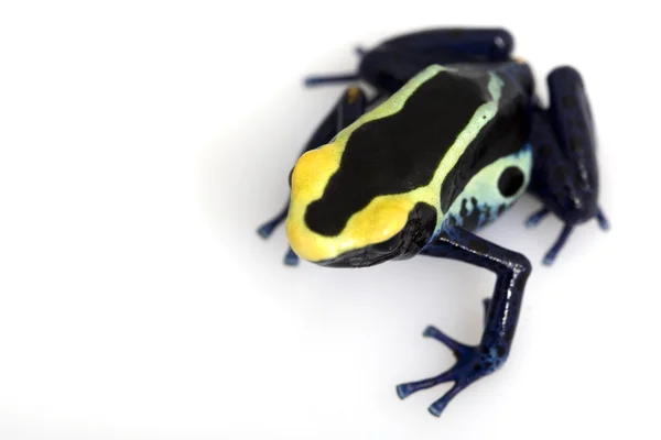 Cobalto teñido veneno dardo rana — Foto de Stock