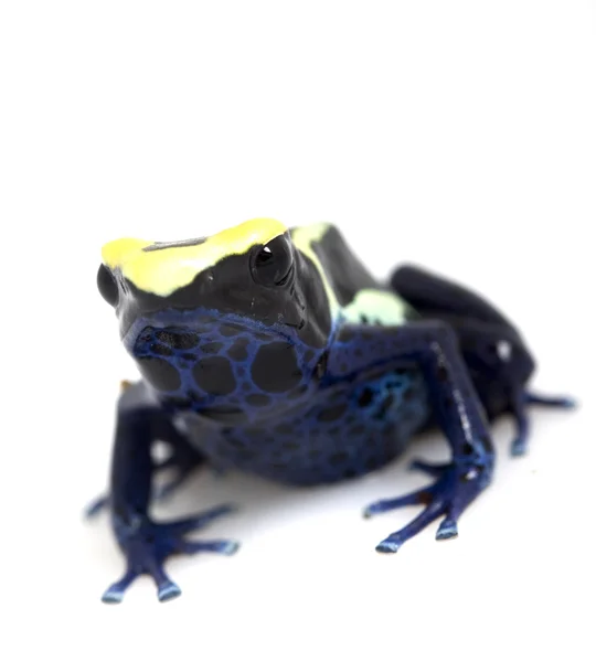 钴染色的箭毒蛙 — 图库照片