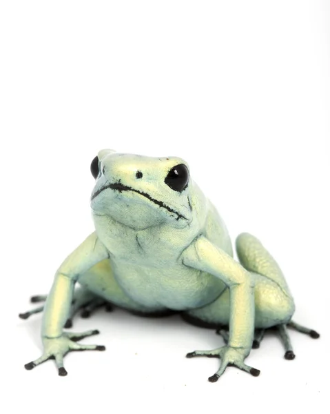 Mint Terribilis Dart frog — Stock Photo, Image