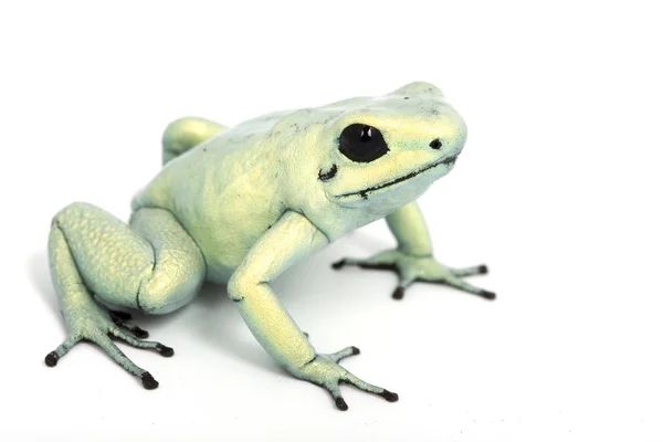 Rana de dardo de menta Terribilis —  Fotos de Stock