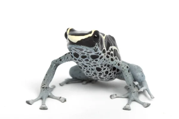 Niebieski barwienia Zatruta żaba — Zdjęcie stockowe