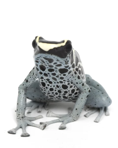 Powder Blue Dyeing Poison Dart Frog — Stock Photo, Image