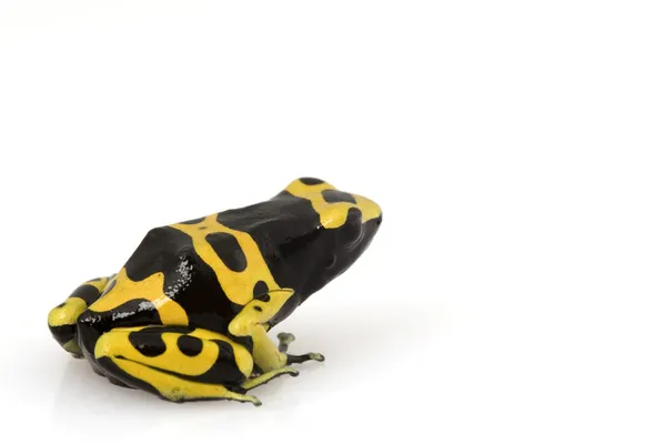 Yellow Poison Arrow Frog (Dendrobates leucomelas) — Stock Photo, Image