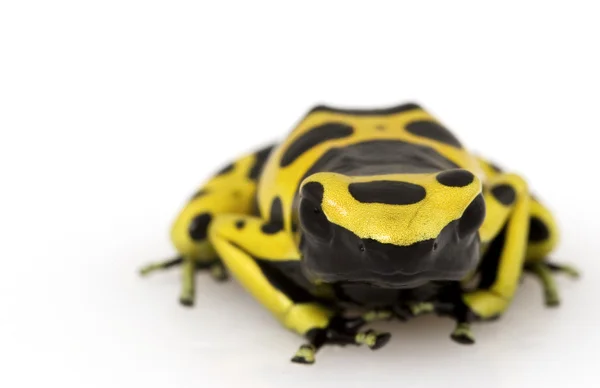 黄色の毒の矢印カエル (ヤドクガエル属抗害虫) — ストック写真