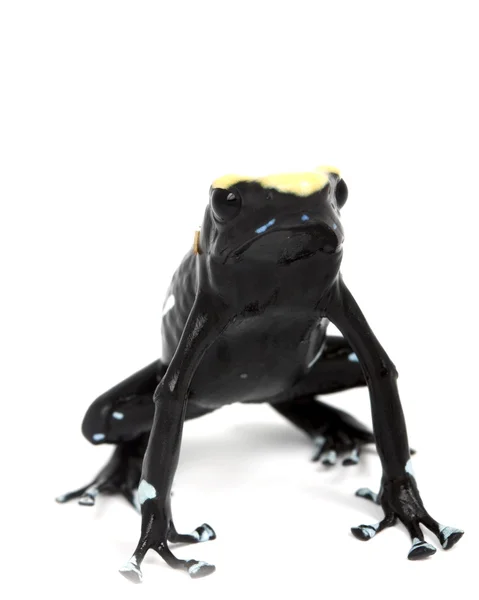 Amarelo Tingimento Veneno Dart Frog — Fotografia de Stock