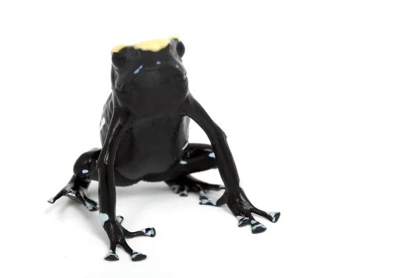 Yellowback Dyeing Poison Dart Frog — Stock Photo, Image