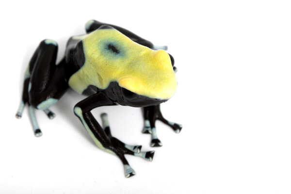 Ядовитая лягушка-дротик
