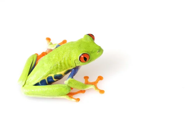 Rana de ojos rojos (Agalychnis callidryas ) —  Fotos de Stock