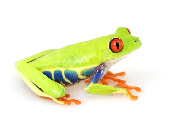 Rana de ojos rojos (Agalychnis callidryas ) — Foto de Stock