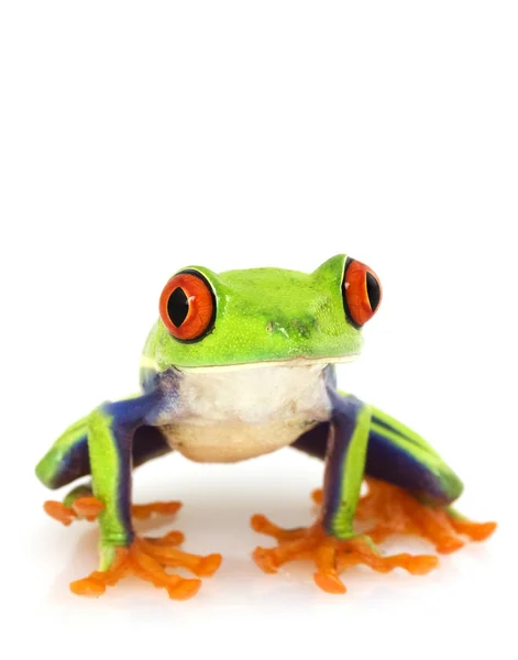 Bıkkın ağaç kurbağası (amfibi callidryas)