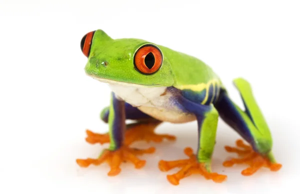 红眼树蛙 (红眼蛙) — 图库照片