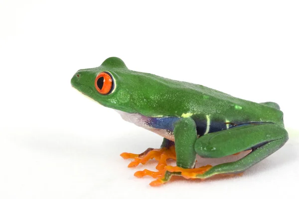 Sapo-de-olhos-vermelhos — Fotografia de Stock