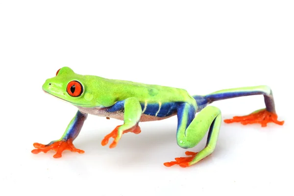 Red-eyed Tree Frog — Stock Photo, Image