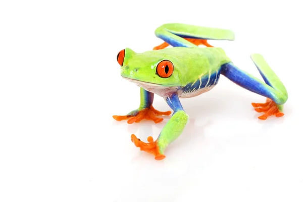 Red-eyed Tree Frog — Stock Photo, Image