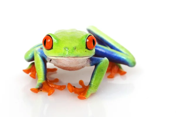 Red-eyed Tree Frog — Stock Photo, Image