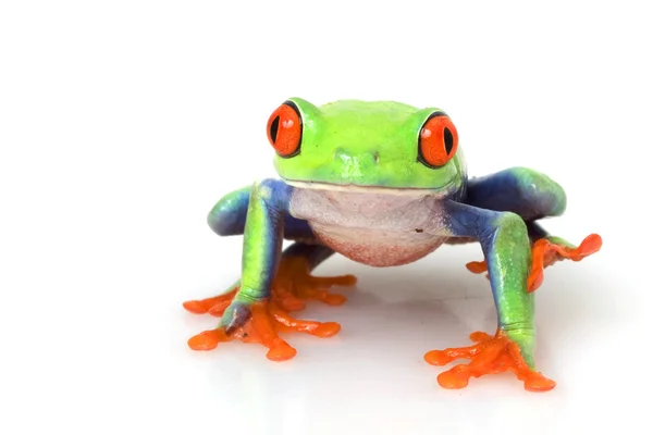 Žabák rudooký — Stock fotografie