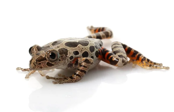 Tigerbeiner-Lauffrosch — Stockfoto