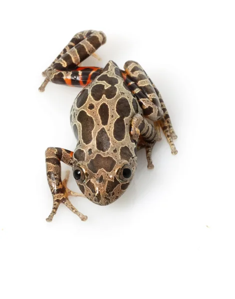 Tiger-Legged Walking Frog — Stock Photo, Image