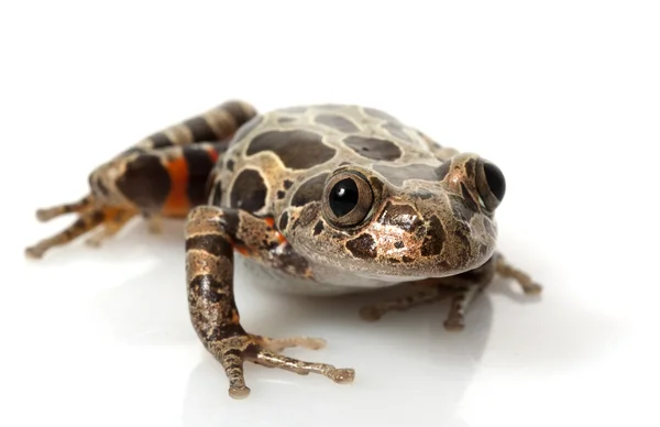 Τίγρη κουτσές κοντινή βάτραχος — Φωτογραφία Αρχείου