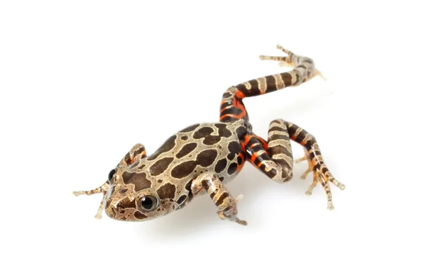 Tiger-Legged Walking Frog — Stock Photo, Image