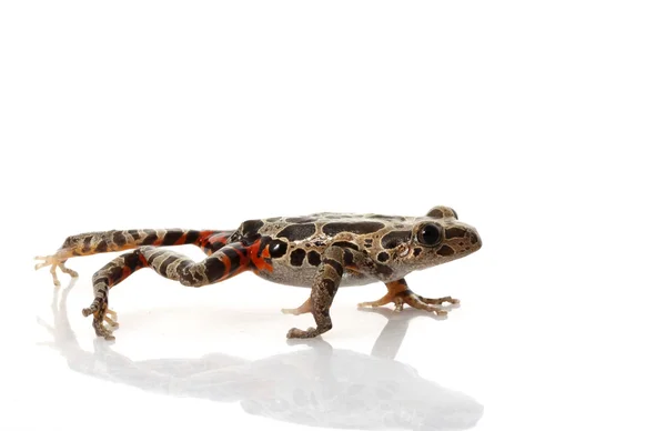 Tiger-Legged Walking Frog — Stock Photo, Image