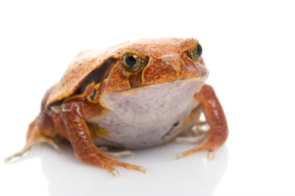 Tomato Frog — Stock Photo, Image