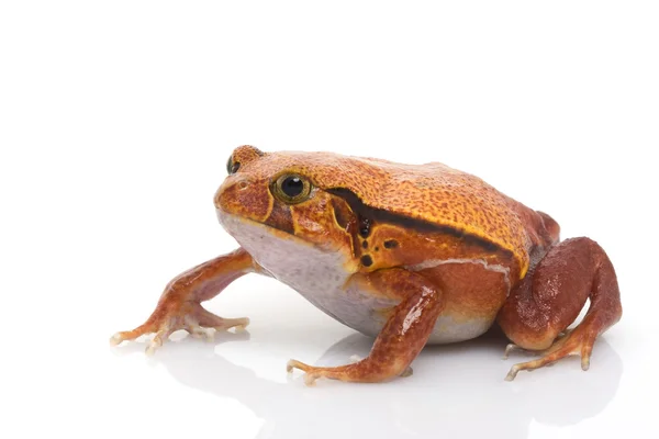 Tomato Frog — Stock Photo, Image