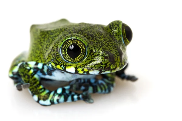 Usumbara Павич деревна жаба — стокове фото