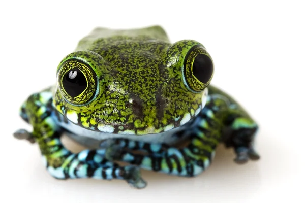 Usumbara peacock lövgroda — Stockfoto