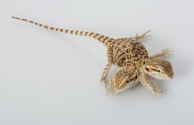 Sakallı Ejder iki başlı