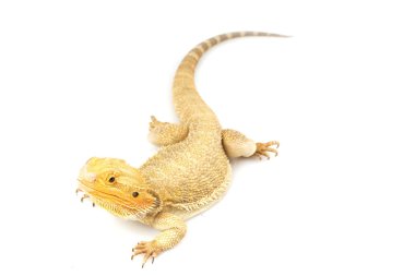 Sakallı Ejder (Pogona vittisepsi)