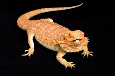 Sakallı Ejder (Pogona vittisepsi)