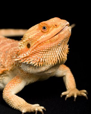 Sakallı Ejder (Pogona vittisepsi)