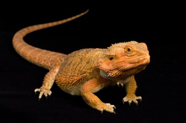 Sakallı Ejder (Pogona vittisepsi)