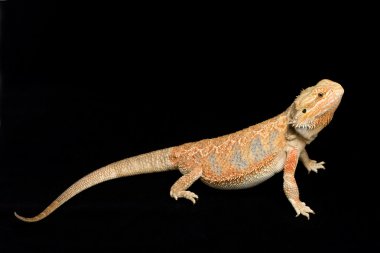 Sakallı Ejder (Pogona vittisepsi)