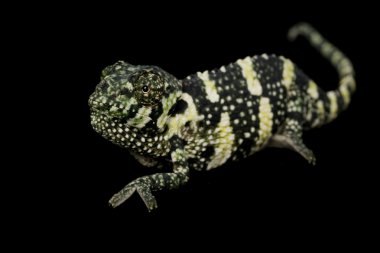 Meller'ın bukalemun