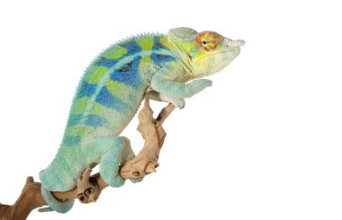 ambanja Panter bukalemun