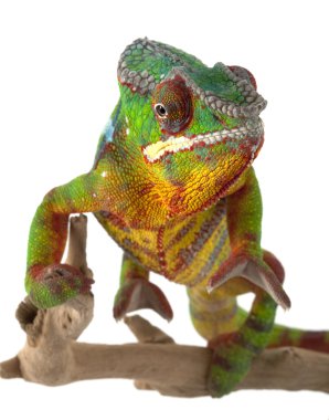 ambilobe panter bukalemun