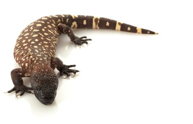 Meksikalı boncuklu kertenkele