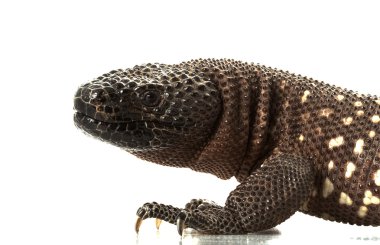 Meksikalı boncuklu kertenkele