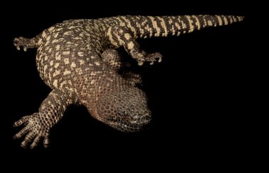 Meksikalı boncuklu kertenkele