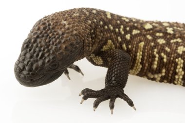 Meksika boncuklu kertenkele (Heloderma horridum)