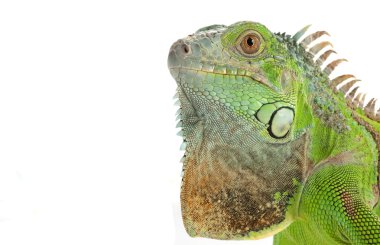 Yeşil iguana
