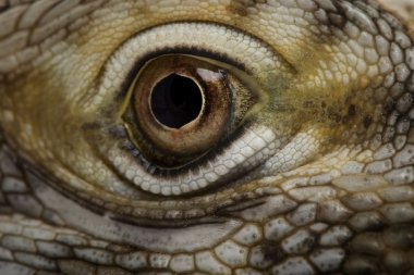 San esteban Adası iguana