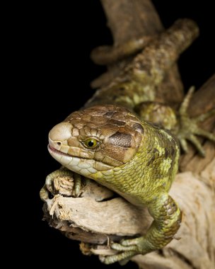 Monkey-tailed Skink