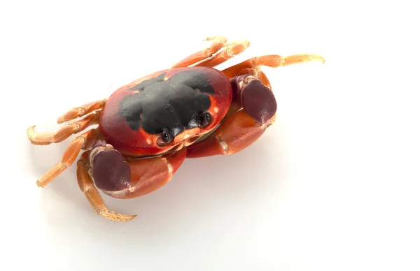 Maan krab — Stockfoto