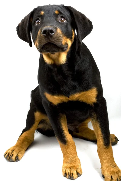 Rottweiler Puppy — Stock Photo, Image